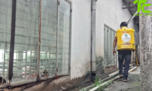 Diệt mối tận gốc tại phường Bình Đông – TpHCM