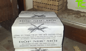 Diệt mối tận gốc tại nhà