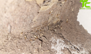 Nhận biết cánh mối rụng quanh nhà