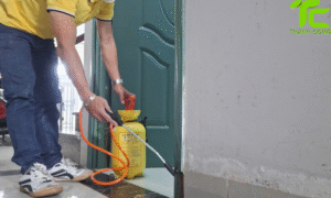 Dịch vụ diệt mối phường Minh Phụng – TP.HCM