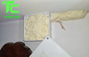 Dịch vụ diệt mối phường Cầu Kiệu – TpHCM