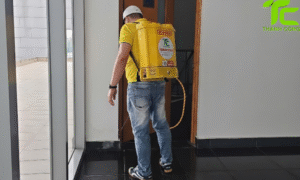 Dịch vụ diệt mối phường Thông Tây Hội – TpHCM