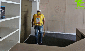 Dịch vụ diệt mối phường Phú Thạnh – TpHCM