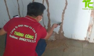 Dịch vụ diệt mối phường Phú Thạnh – TpHCM
