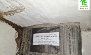 Dịch vụ diệt mối phường Tân Sơn Nhì – TpHCM