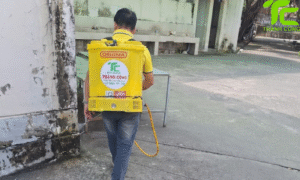 Dịch vụ diệt mối phường Tân Sơn Nhì – TpHCM