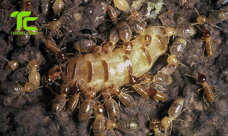 Vòng đời của con mối và những điều cần biết để phòng chống hiệu quả 5 Vòng đời của con mối