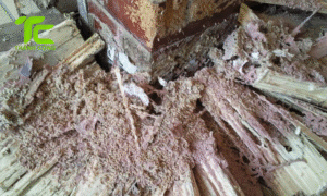 Diệt mối cho nhà gỗ