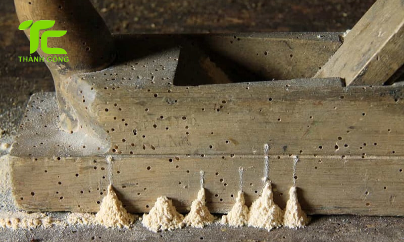 5 dấu hiệu nhận biết mối trong tủ gỗ giúp bảo vệ nội thất hiệu quả 5 Tủ gỗ là nơi lý tưởng để mối sinh sống và phát triển