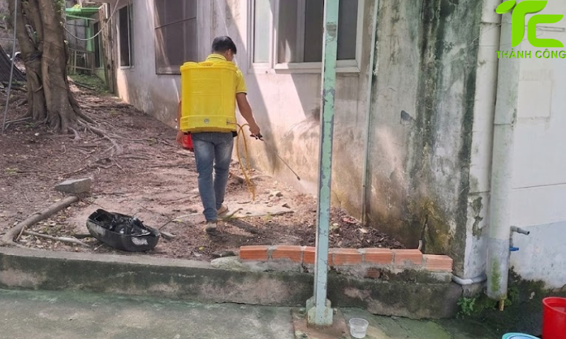 Dịch vụ diệt mối phường Phú Thạnh – TpHCM