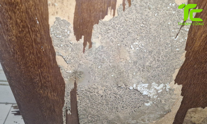 Mối ăn gỗ nguy hiểm không