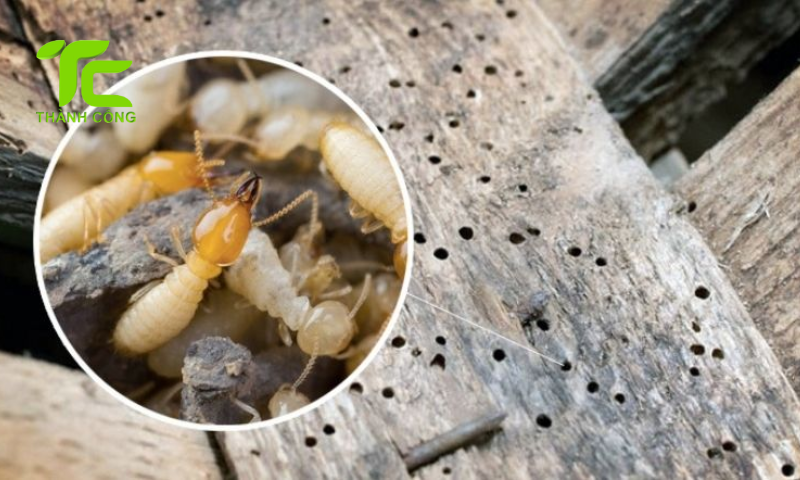 Vòng đời của con mối