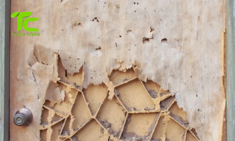 5 dấu hiệu nhận biết mối trong tủ gỗ giúp bảo vệ nội thất hiệu quả 7 Xử lý khi nhận biết mối trong tủ gỗ