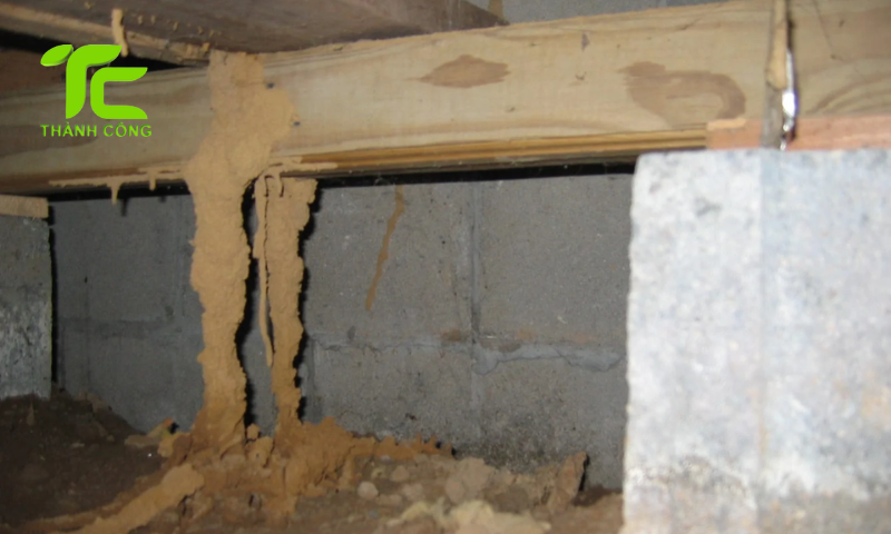 Cách ngăn mối vào nhà không tốn nhiều chi phí 8 Cách ngăn mối vào nhà