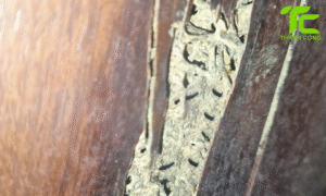 Mối phá hoại đồ gỗ