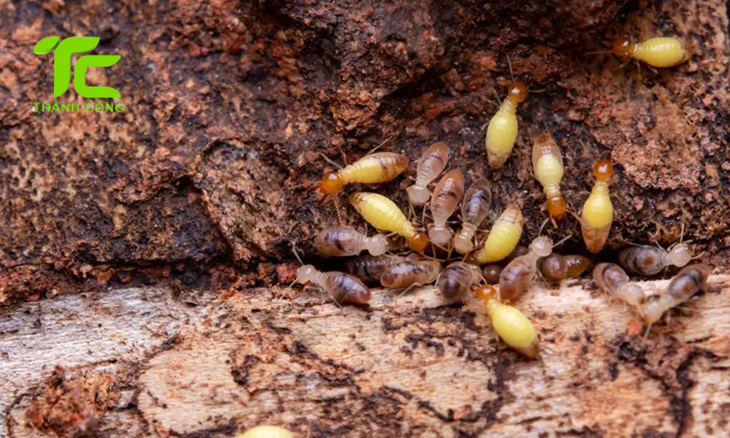 Vòng đời của con mối và những điều cần biết để phòng chống hiệu quả 6 Vòng đời của con mối