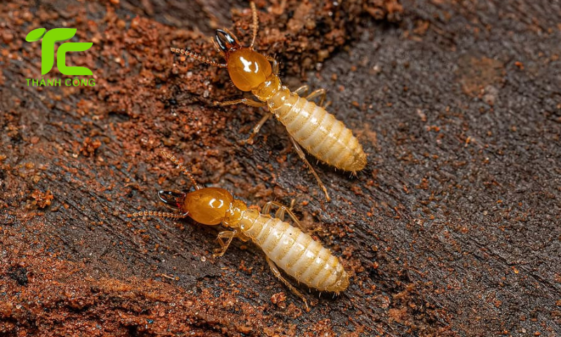 Cách xử lý mối trong tường nhà ở an toàn, không gây hại sức khỏe 6 Cách xử lý mối trong tường