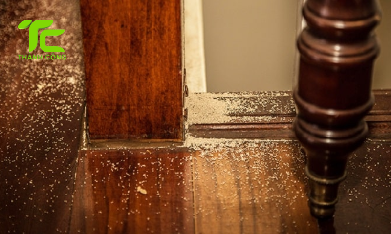 5 dấu hiệu nhận biết mối trong tủ gỗ giúp bảo vệ nội thất hiệu quả 6 Dấu hiệu nhận biết mối trong tủ gỗ