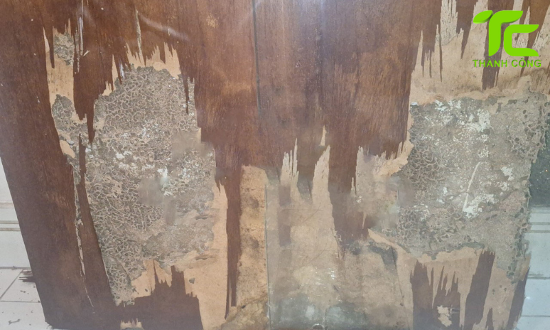 Mối ăn gỗ nguy hiểm không? Cách nhận biết và tiêu diệt tận gốc 6 Mối không chỉ gây hư hỏng bề mặt mà còn âm thầm phá hoại từ bên trong