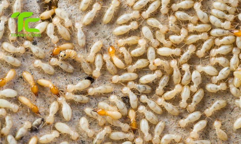 Vòng đời của con mối và những điều cần biết để phòng chống hiệu quả 7 Vòng đời của con mối