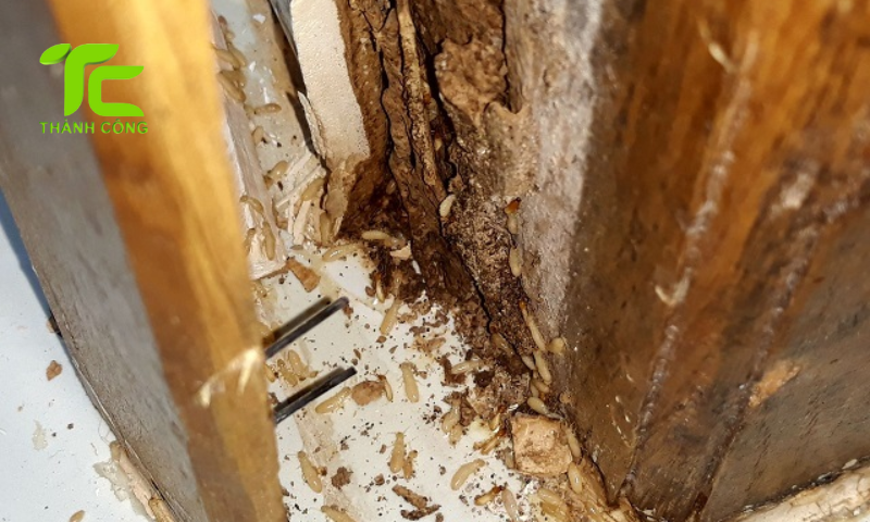 Nhận biết mối trong tủ gỗ