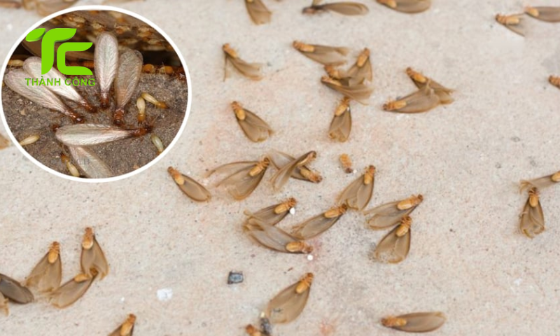 Cách ngăn mối vào nhà