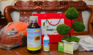 Thuốc phòng mối cho nhà