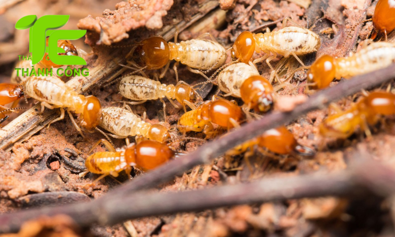 Đơn vị diệt mối chuyên nghiệp tại TP.HCM, xử lý tận gốc và an toàn 5 Diệt Mối Thành Công - Đơn vị diệt mối chuyên nghiệp