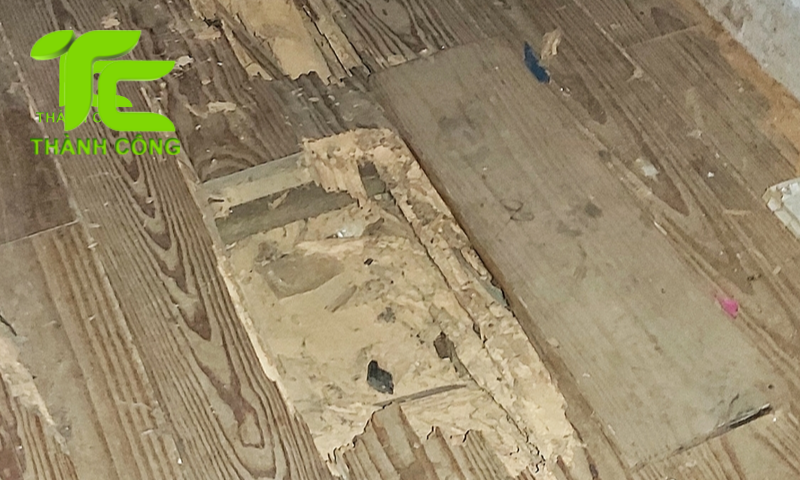 Cách phòng mối cho nhà gỗ