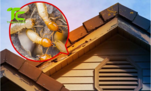Diệt Mối Thành Công – Công ty diệt mối uy tín