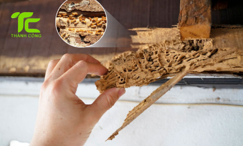 Mẹo diệt mối trong tủ bếp đơn giản mà cực hiệu quả 8 Diệt mối trong tủ bếp