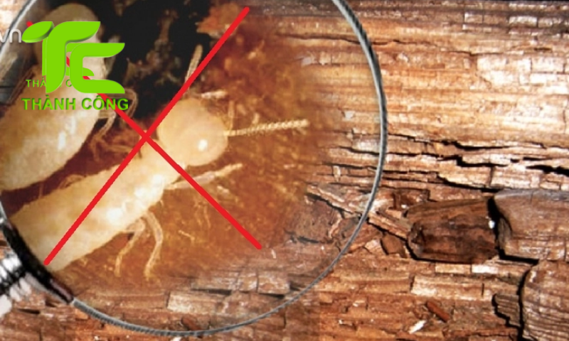 Dịch vụ kiểm tra mối tận nơi