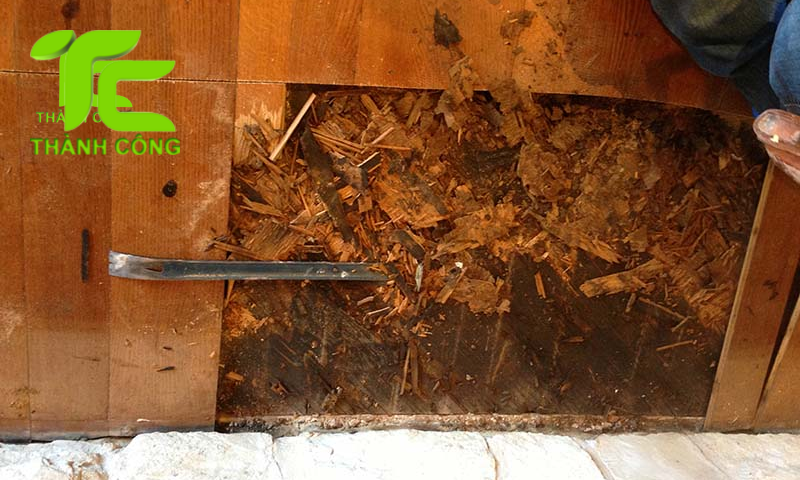 Diệt mối cho nhà gỗ