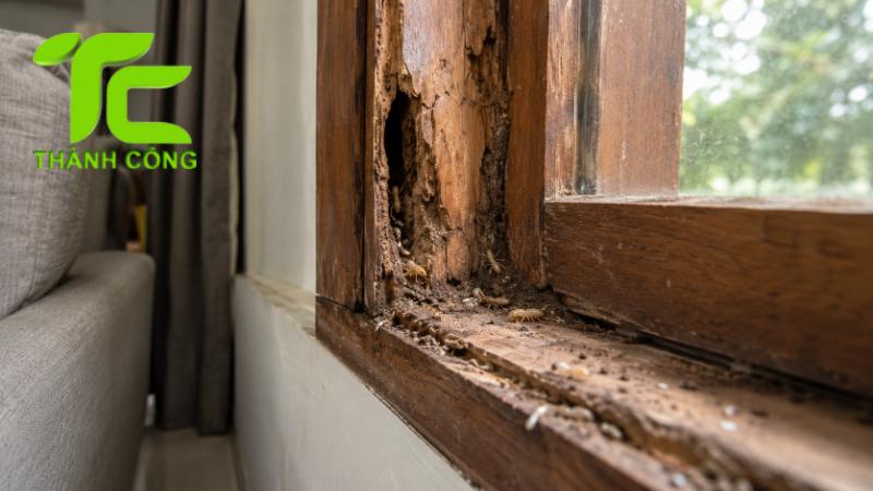 Diệt mối có bảo hành không? Chính sách bảo hành và quyền lợi sau thi công tại Diệt Mối Thành Công 5 Bảo hành sau khi diệt mối tại Diệt Mối Thành Công