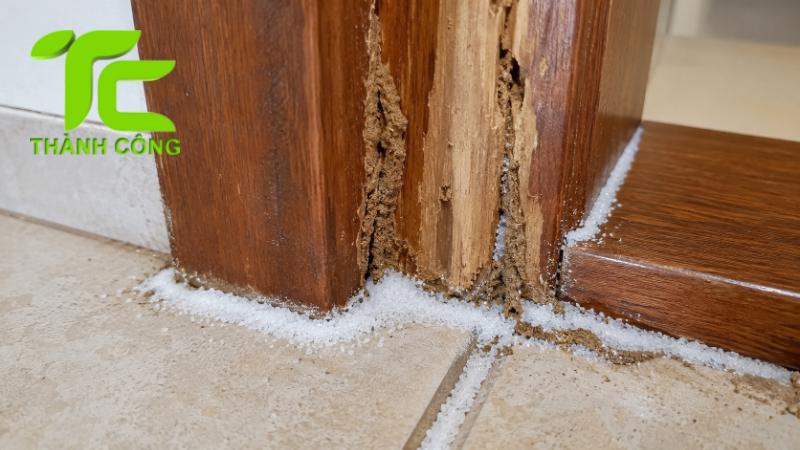 Diệt mối bằng muối hiệu quả không