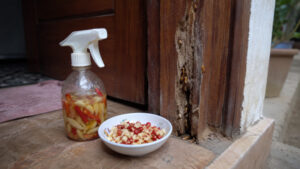 Diệt mối bằng phương pháp dân gian