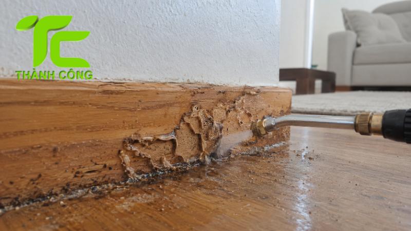 Báo giá diệt mối tại nhà