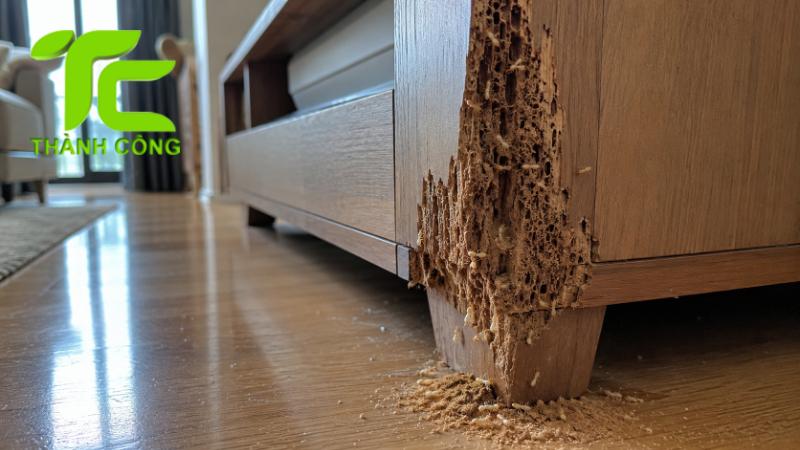 Cách xử lý mối nhà chung cư tránh tái phát sau khi diệt 8 Mối nhà chung cư