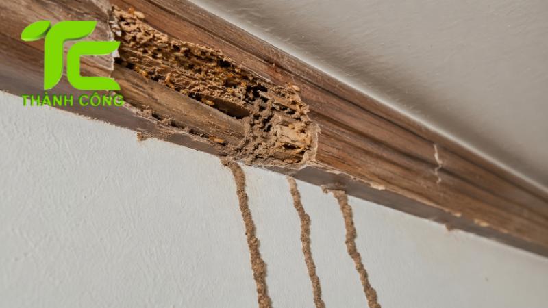 Cách xử lý mối nhà chung cư tránh tái phát sau khi diệt 9 Mối nhà chung cư