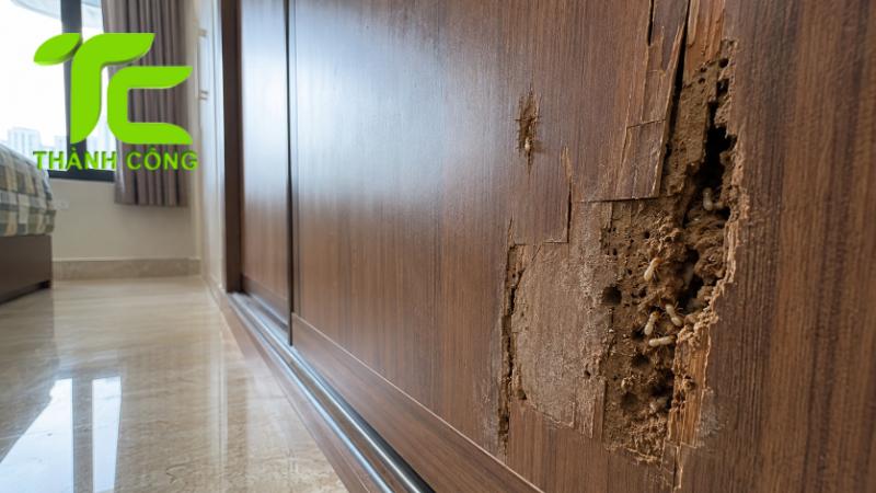 Cách xử lý mối nhà chung cư tránh tái phát sau khi diệt 10 Mối nhà chung cư