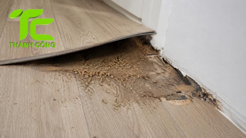 Cách xử lý mối nhà chung cư tránh tái phát sau khi diệt 11 Mối nhà chung cư