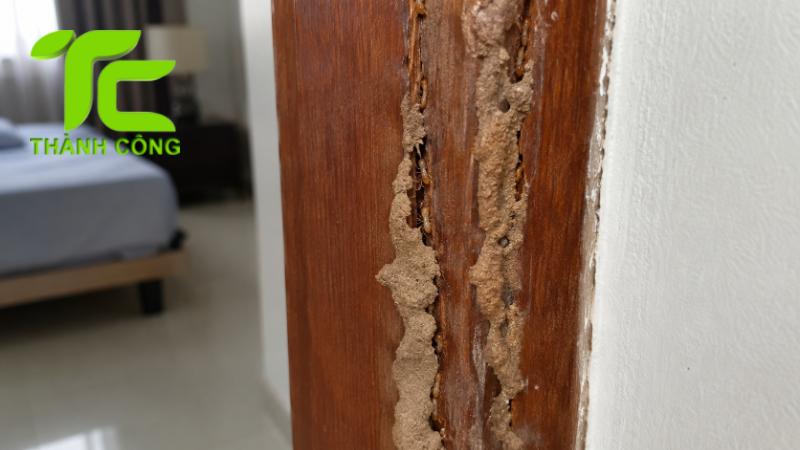 Cách xử lý mối nhà chung cư tránh tái phát sau khi diệt 12 Mối nhà chung cư