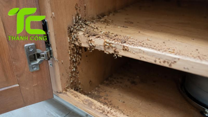 Cách kiểm tra mối đồ gỗ cũ trước khi mua 12 Mối đồ gỗ