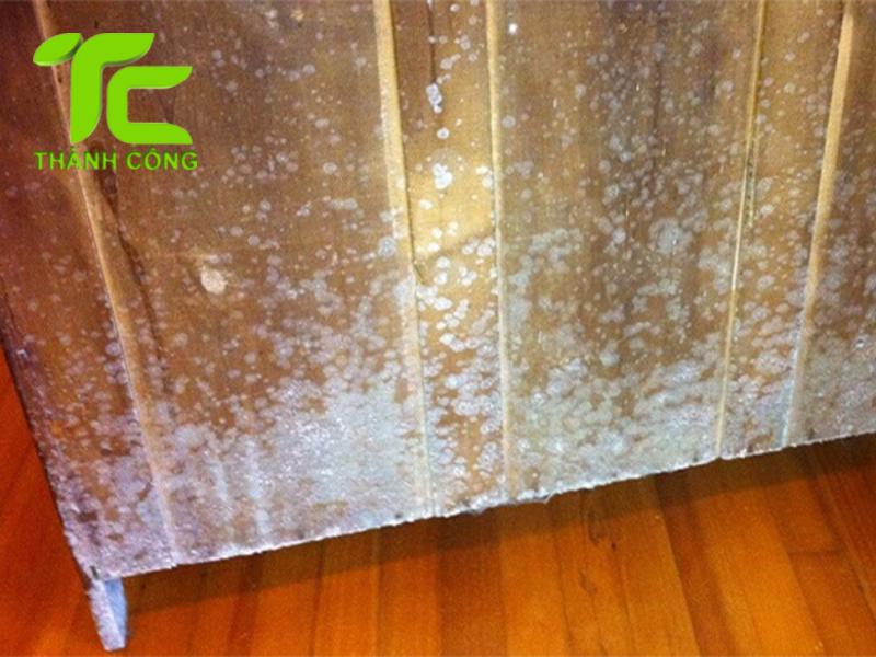 Cách bảo quản đồ gỗ bền đẹp, hạn chế cong vênh và ẩm mốc 8 Bảo quản đồ gỗ