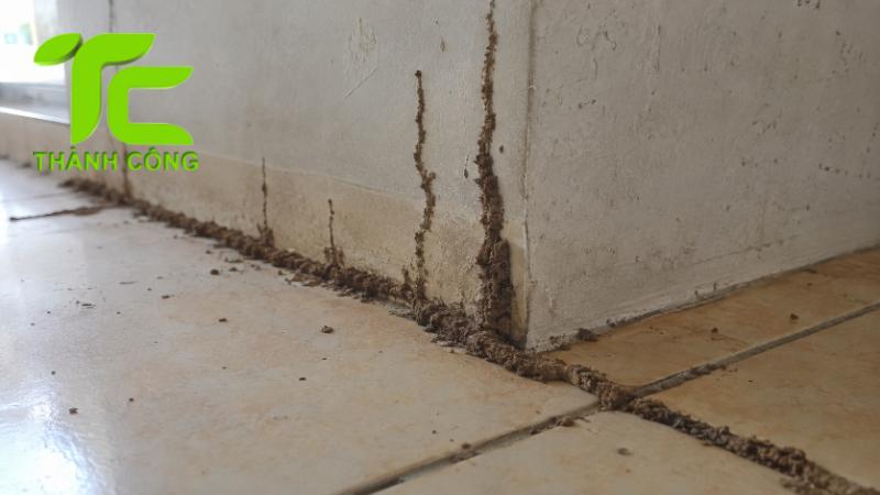 Cách nhận biết đường mui mối trong nhà trước khi bị phá hoại nặng 6 Đường mui mối