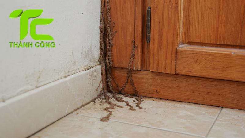Cách nhận biết đường mui mối trong nhà trước khi bị phá hoại nặng 7 Đường mui mối