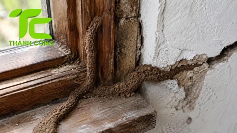 Cách nhận biết đường mui mối trong nhà trước khi bị phá hoại nặng 9 Đường mui mối