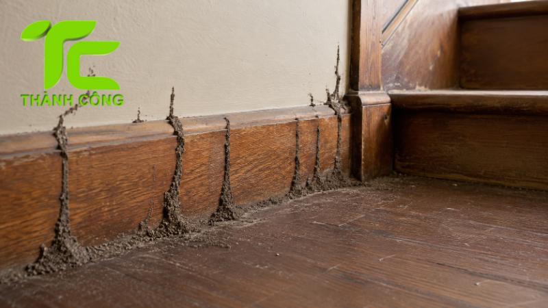 Cách nhận biết đường mui mối trong nhà trước khi bị phá hoại nặng 10 Đường mui mối