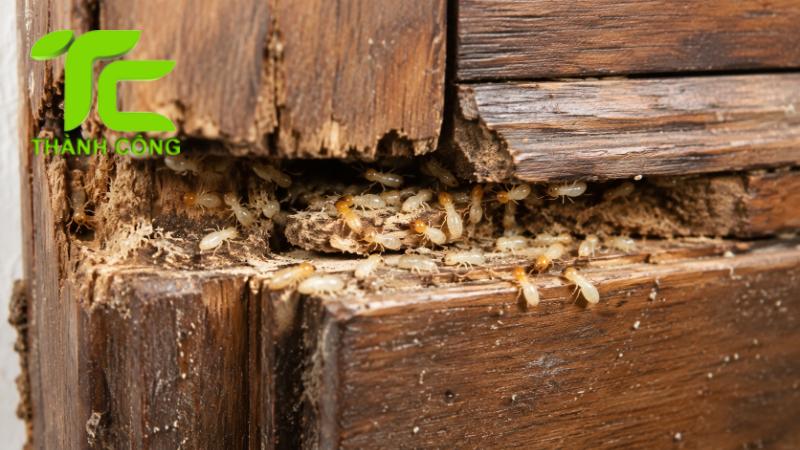 Cách kiểm tra mối đồ gỗ cũ trước khi mua 10 Mối đồ gỗ
