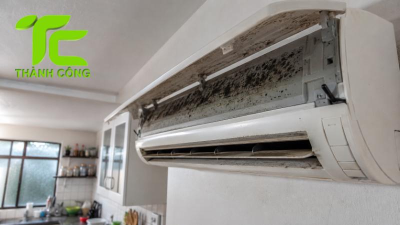 Cách xử lý mối trong điều hòa tránh hư hỏng thiết bị 9 Mối trong điều hòa